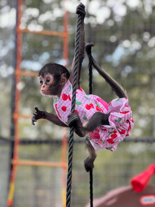 How to Know the Gender of a Spider Monkey