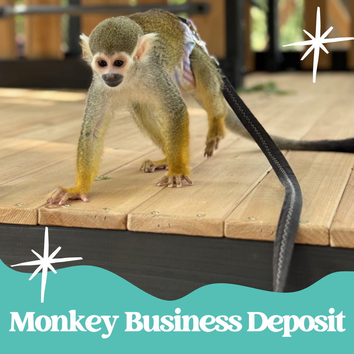 Monkey Business Package Deposit