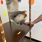 Sloth Encounter - 1pm