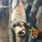 Private Exotic Animal Encounter