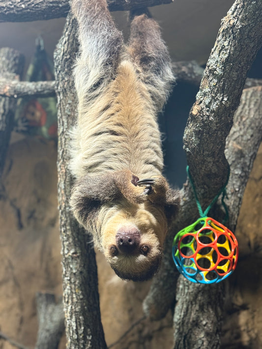 Sloth Encounter