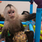 Exotic Animal Experience